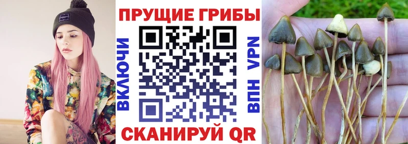 Галлюциногенные грибы Psilocybine cubensis хочу Заволжье