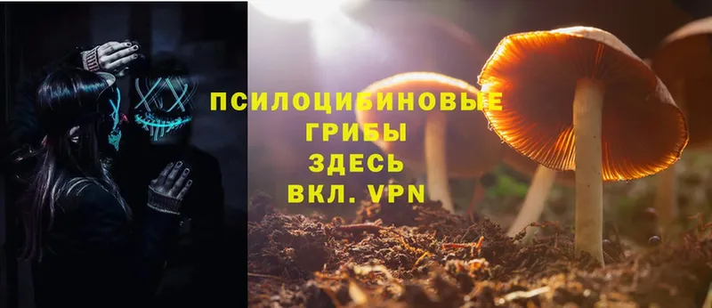 Галлюциногенные грибы Psilocybe  Заволжье 